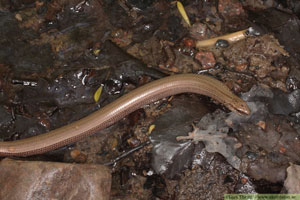 Kopparödla, Anguis fragilis